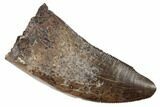 Serrated Tyrannosaur Tooth - Judith River Formation #189874-1